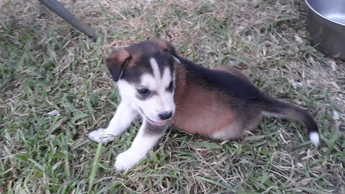 Blackhorse Animal Hospital 12