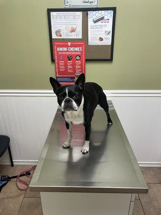 Blackhorse Animal Hospital 12