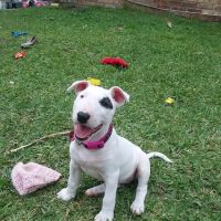 Healthy Pets USA ico