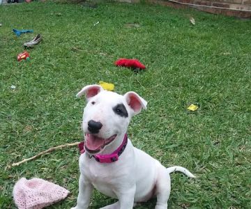 Healthy Pets USA