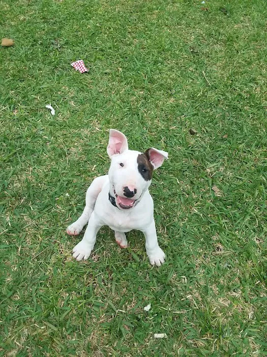 Healthy Pets USA 12