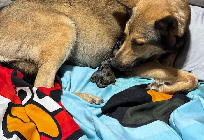 Pawsitive Healing Veterinary Hospital 12