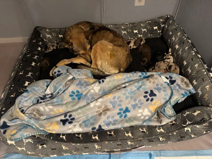 Pawsitive Healing Veterinary Hospital 12