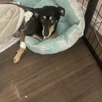 Pawsitive Healing Veterinary Hospital ico
