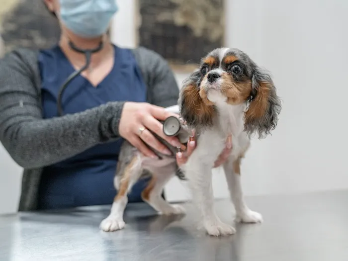 Your Pets Vets Woodlands 12