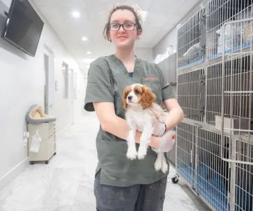 Your Pets Vets Woodlands