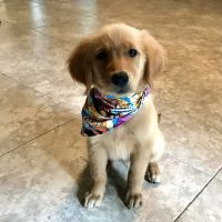 Creekside Animal Hospital ico