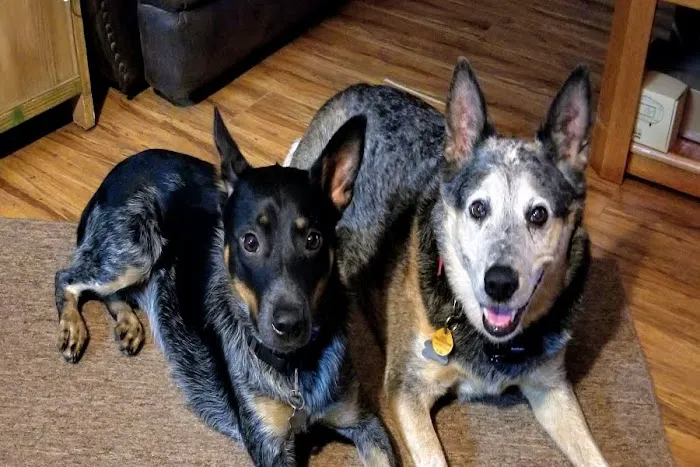 Woodlands Creek Animal Hospital 12