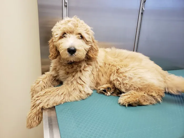 Spring Creek Animal Hospital 12