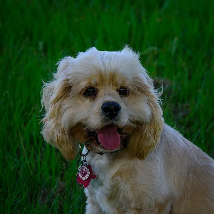 Spring Creek Animal Hospital 12