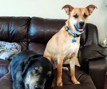 Panther Creek Pet Clinic