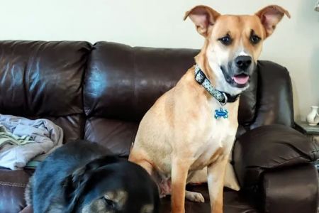 Panther Creek Pet Clinic