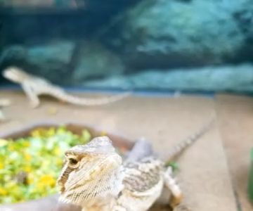 Petco