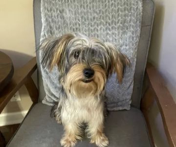 Poms 4 Pets LLC