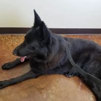 VCA Tomball Veterinary Hospital ico