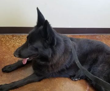VCA Tomball Veterinary Hospital