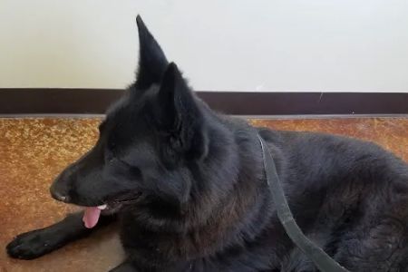 VCA Tomball Veterinary Hospital
