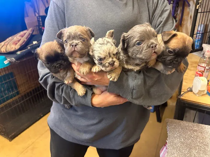 Mill Top Of The Line French Bulldogs 2