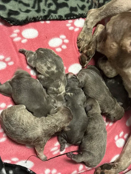 Mill Top Of The Line French Bulldogs 5