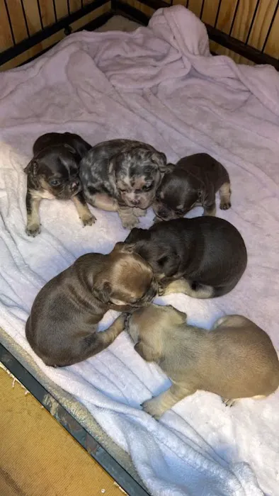 Mill Top Of The Line French Bulldogs 1