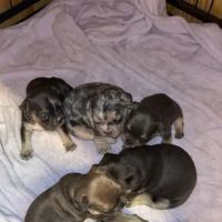 Mill Top Of The Line French Bulldogs ico