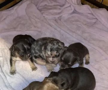 Mill Top Of The Line French Bulldogs