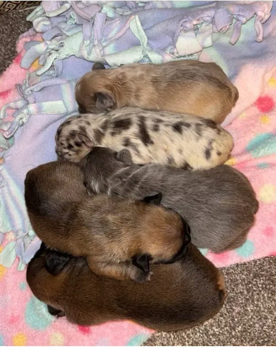 Mill Top Of The Line French Bulldogs 4