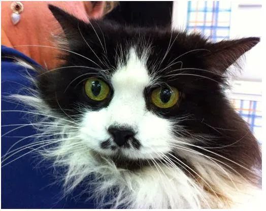 Animal Clinics Of The Woodlands - Indian Springs 12