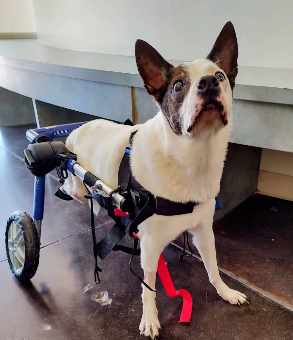 Center for Veterinary Pain Management and Rehabilitation 12