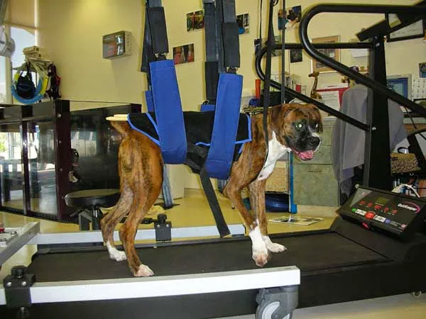 Center for Veterinary Pain Management and Rehabilitation 12