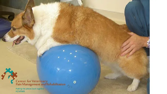 Center for Veterinary Pain Management and Rehabilitation 12