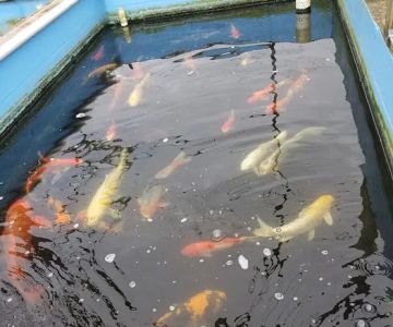 Ornamental Pond Fish, Inc.