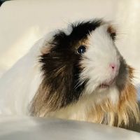 The Village Vet at Sterling Ridge ico