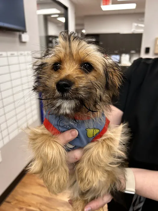 True Animal Vet 4