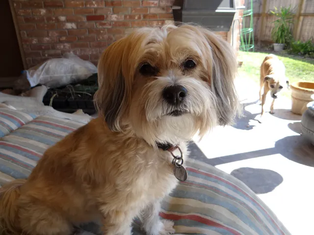 Braescroft Animal Clinic 4