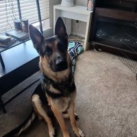 Braescroft Animal Clinic ico