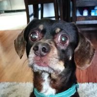 Banfield Pet Hospital ico