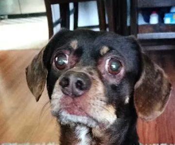 Banfield Pet Hospital