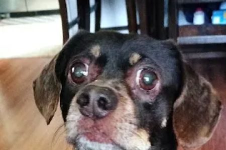 Banfield Pet Hospital