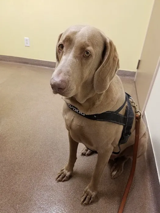 Meyerland Animal Clinic, PA 12