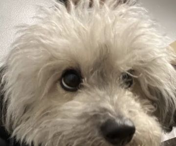 Meyerland Animal Clinic, PA