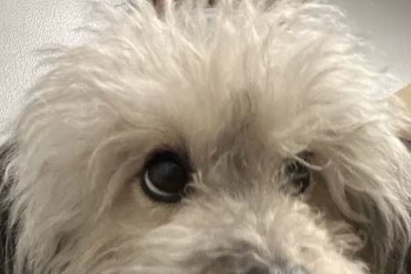 Meyerland Animal Clinic, PA