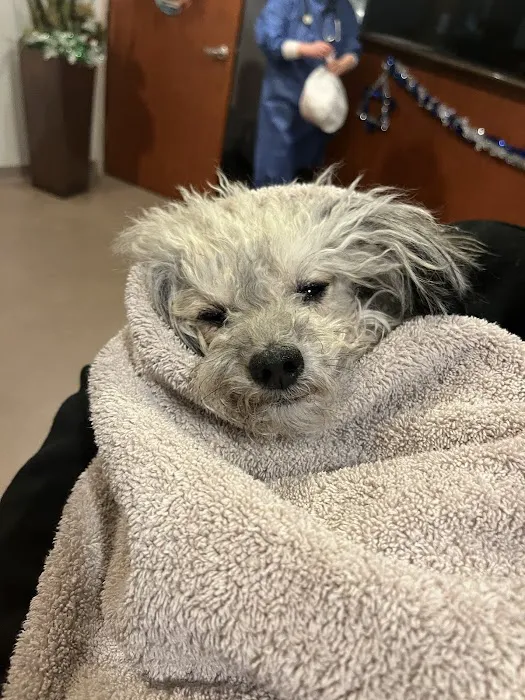 Meyerland Animal Clinic, PA 12