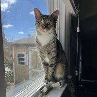 Animal Hospital of Roslyn ico