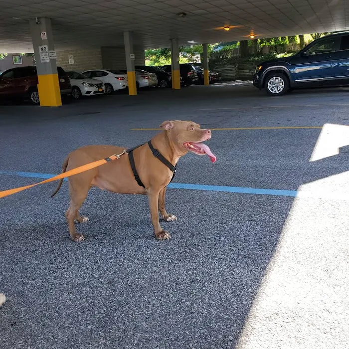 Old Shore Animal Clinic 2