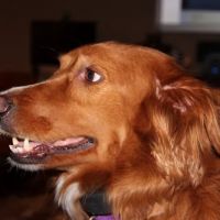 Old Shore Animal Clinic ico