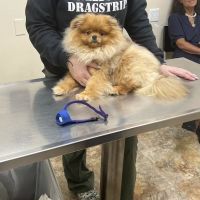 Station Plaza Veterinary Group ico