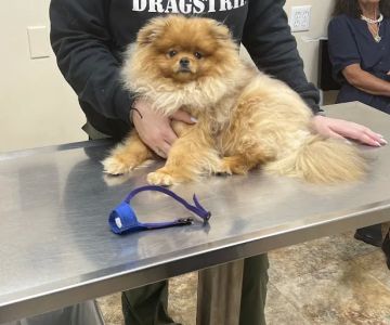 Station Plaza Veterinary Group