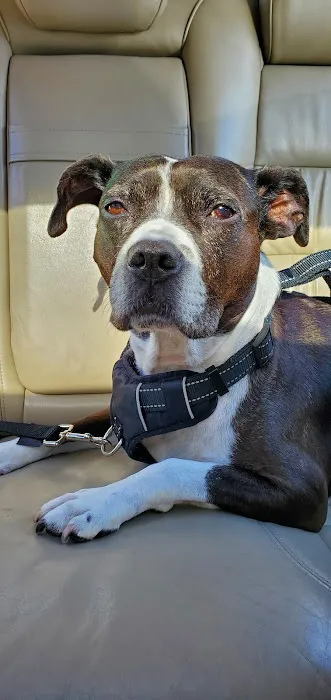 Brookville Animal Hospital 4