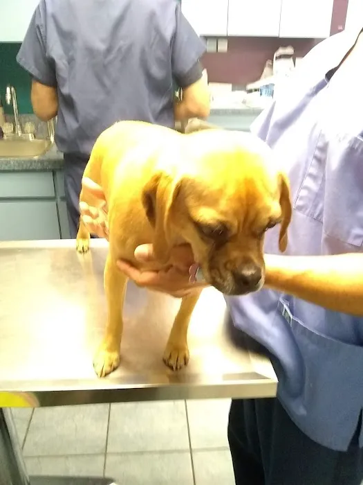 Brookville Animal Hospital 2